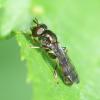 Neoascia podagrica